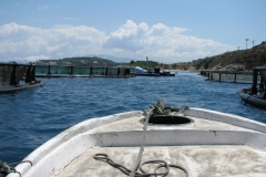 Fish_FArm-corfu_17