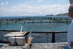 Fish_FArm-corfu_18