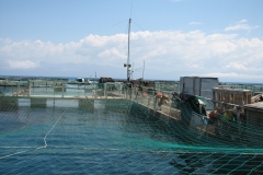 Fish_Farm-corfu_08